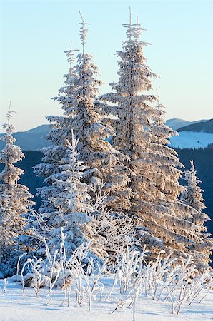 simsearch:400-06861143,k - Winter mountain landscape with snow covered trees in first morning  sunbeams Foto de stock - Super Valor sin royalties y Suscripción, Código: 400-06763465