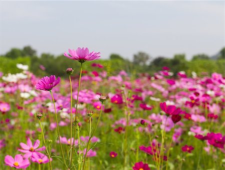 Field of pink cosmos flowers  in Thailand Photographie de stock - Aubaine LD & Abonnement, Code: 400-06763766