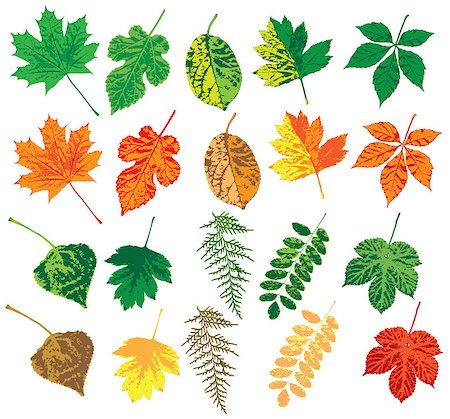 simsearch:400-04228440,k - Autumn leaves Foto de stock - Super Valor sin royalties y Suscripción, Código: 400-06763762