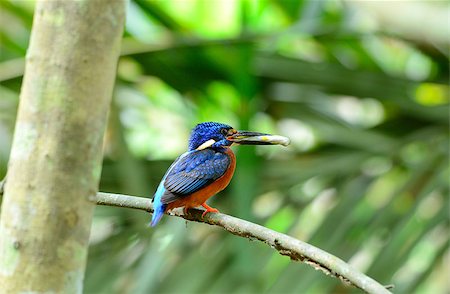 simsearch:400-06770067,k - beautiful male blue-eared kingfisher (Alcedo meninting) sitting on branch Foto de stock - Super Valor sin royalties y Suscripción, Código: 400-06770058