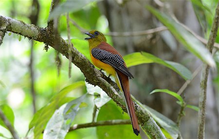 simsearch:400-06770067,k - beautiful male Orange-breasted Trogon (Harpactes oreskios) sitting on branch at Kaeng Krachan National Park,Thailand Foto de stock - Super Valor sin royalties y Suscripción, Código: 400-06770059