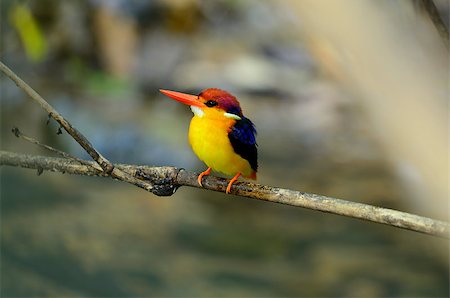 beautiful female Black-backed Kingfisher (Ceyx erithacus) sitting on branch at Kaeng Krachan National Park,Thailand Stock Photo - Budget Royalty-Free & Subscription, Code: 400-06770066