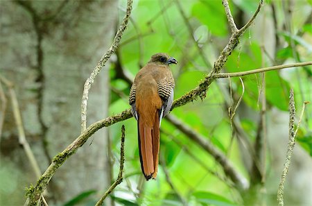 simsearch:400-06770067,k - beautiful female Orange-breasted Trogon (Harpactes oreskios) sitting on branch at Kaeng Krachan National Park,Thailand Foto de stock - Super Valor sin royalties y Suscripción, Código: 400-06770071