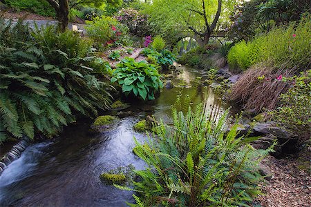 portland oregon the garden - Stream Flowing Under the Wooden Bridge Arches with Ferns Hostas and Bog Plants at Crystal Springs Rhododendron Garden Stock Photo - Budget Royalty-Free & Subscription, Code: 400-06770299
