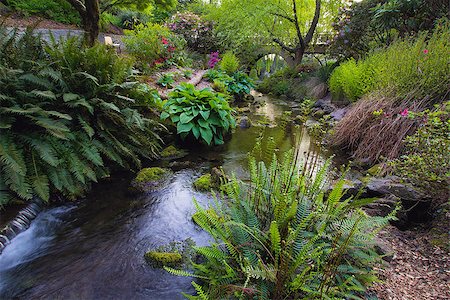 funkie - Stream Flowing Under the Wooden Bridge Arches with Ferns Hostas and Bog Plants at Crystal Springs Rhododendron Garden Stockbilder - Microstock & Abonnement, Bildnummer: 400-06770299