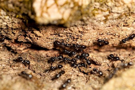 big group of black ant on trunk tree Stock Photo - Budget Royalty-Free & Subscription, Code: 400-06770337