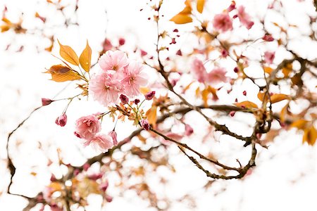 simsearch:400-05911543,k - An image of some nice pink cherry blossom Photographie de stock - Aubaine LD & Abonnement, Code: 400-06770424