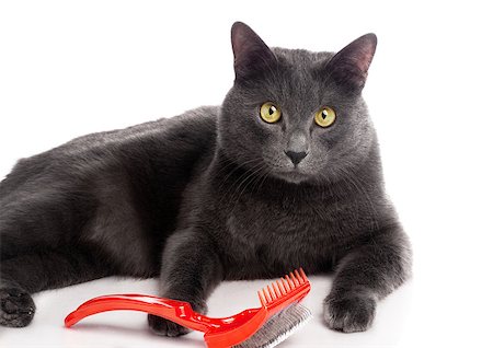 British Shorthair cat, 2 year old, over white background Photographie de stock - Aubaine LD & Abonnement, Code: 400-06770481