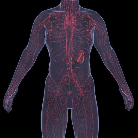 simsearch:400-06770547,k - X-Ray picture of a person. Sore digestion. Isolated render on a black background Fotografie stock - Microstock e Abbonamento, Codice: 400-06770535