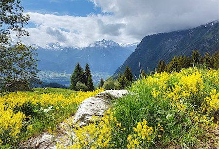 Yellow wild flowers on summer mountain slope (Alps, Switzerland) Stock Photo - Budget Royalty-Free & Subscription, Code: 400-06770717