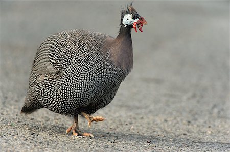 Guineafowl I found on City Island in the Bronx Stockbilder - Microstock & Abonnement, Bildnummer: 400-06770899