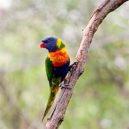 The Rainbow Lorikeet sitting on the branch, (Trichoglossus haematodus) i Stock Photo - Budget Royalty-Free & Subscription, Code: 400-06771040