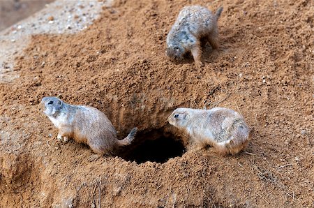 skull western - Group of prairie dogs Stock Photo - Budget Royalty-Free & Subscription, Code: 400-06771042