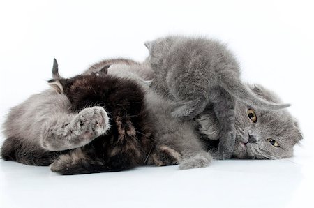 simsearch:400-06568725,k - family portrait of Scottish fold mother cat with her kittens Photographie de stock - Aubaine LD & Abonnement, Code: 400-06771090