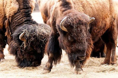 simsearch:400-06886864,k - The two American bison. Close-up on their heads. Stockbilder - Microstock & Abonnement, Bildnummer: 400-06771272