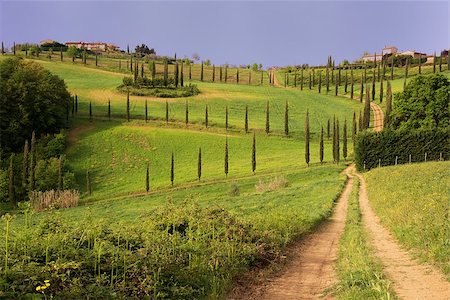 A classical view of the Tuscan country Foto de stock - Super Valor sin royalties y Suscripción, Código: 400-06771298