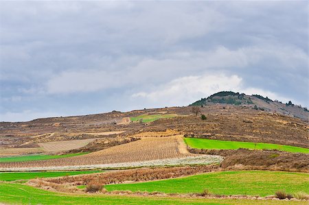 simsearch:400-04380170,k - Rows of Vines on the Field in Spain in Early Spring Stock Photo - Budget Royalty-Free & Subscription, Code: 400-06771293