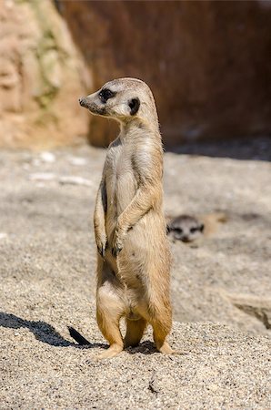 simsearch:400-05011118,k - Side view of standing suricate on the lookout. Foto de stock - Super Valor sin royalties y Suscripción, Código: 400-06771506