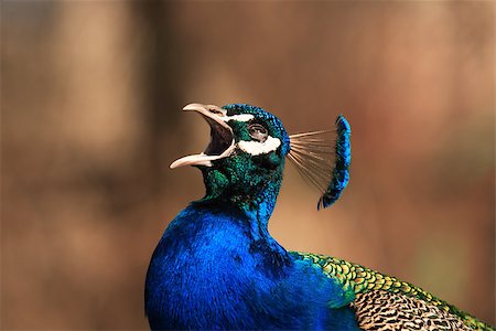 Peacock song. Closeup portrait of crying beautiful peacock on gradient background Stock Photo - Budget Royalty-Free & Subscription, Code: 400-06771538