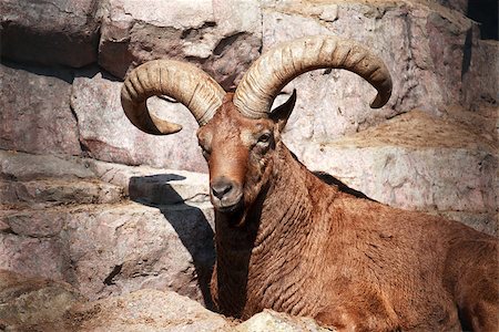 Wild Caucasian goat lying on the rock and looking to camera Photographie de stock - Aubaine LD & Abonnement, Code: 400-06771540