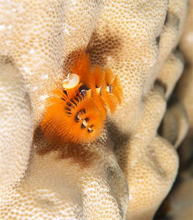 spirobranchus giganteus - Closeup of a christamas tree worm on tropical coral reef Stock Photo - Budget Royalty-Free & Subscription, Code: 400-06771624