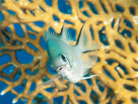 simsearch:400-08097613,k - Closeup of a pale damselfish on tropical coral reef underwater Stock Photo - Budget Royalty-Free & Subscription, Code: 400-06771623