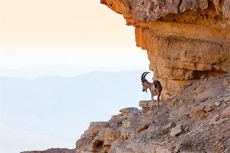 simsearch:400-04707302,k - Wild ibex at Ramon crater in the Negev Desert in Israel Stock Photo - Budget Royalty-Free & Subscription, Code: 400-06771914