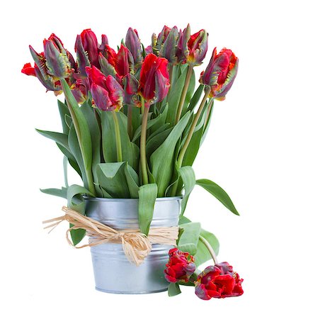 pictures of lights decoration in the garden - fresh spring red tulips in metalic pot isolated on white background Stock Photo - Budget Royalty-Free & Subscription, Code: 400-06772011