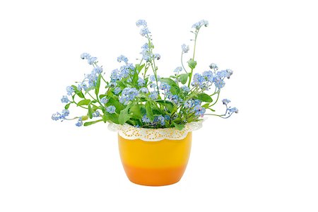 Blue forget-me-not flowers in the yellow pot isolated on white backgrownd Stock Photo - Budget Royalty-Free & Subscription, Code: 400-06772022