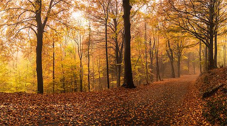 autumn season, colors and shades of nature Foto de stock - Royalty-Free Super Valor e Assinatura, Número: 400-06772061