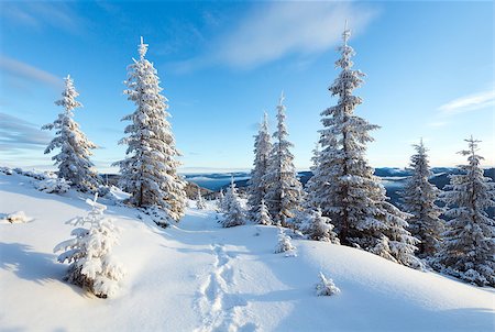 simsearch:400-07101023,k - Morning winter mountain landscape with fir trees on slope and footsteps. Photographie de stock - Aubaine LD & Abonnement, Code: 400-06772079