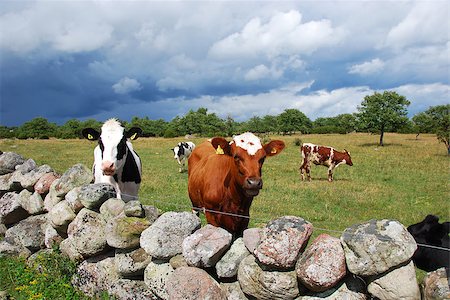 simsearch:400-08495148,k - Curious cows behind a stonewall in a landscape with bad weather coming up. From the Island Oland in Sweden. Stock Photo - Budget Royalty-Free & Subscription, Code: 400-06772296