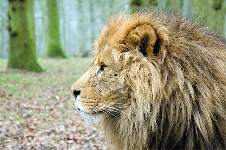 simsearch:400-07115296,k - Close up Profile of Male Lion Photographie de stock - Aubaine LD & Abonnement, Code: 400-06772368