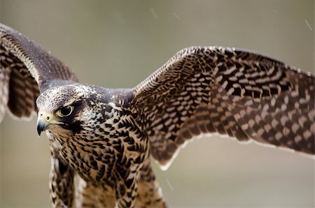 falco columbarius - Detail of a young Merlin, Falco columbarius Stock Photo - Budget Royalty-Free & Subscription, Code: 400-06772421