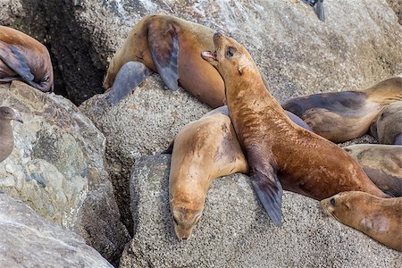 California Sea Lions on Shoreline Rocks of Monterey Bay. Stock Photo - Budget Royalty-Free & Subscription, Code: 400-06772646