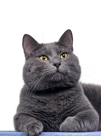 simsearch:400-06568728,k - British shorthair cute cat sitting on wooden plank, isolated Photographie de stock - Aubaine LD & Abonnement, Code: 400-06772740