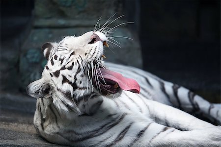 Beautiful yawning white tiger lying on stone surface on dark background Stock Photo - Budget Royalty-Free & Subscription, Code: 400-06772776