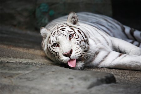 Beautiful white tiger lying on stone surface on dark background Stockbilder - Microstock & Abonnement, Bildnummer: 400-06772772