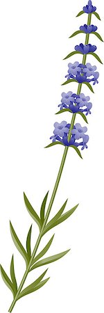 Sprig of lavender blossoms on a white background. EPS 10, AI, JPEG Foto de stock - Super Valor sin royalties y Suscripción, Código: 400-06772829
