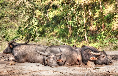 water buffalo lay sleeping in northern thailand Stock Photo - Budget Royalty-Free & Subscription, Code: 400-06787035