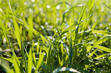 green grass background Stockbilder - Microstock & Abonnement, Bildnummer: 400-06787179