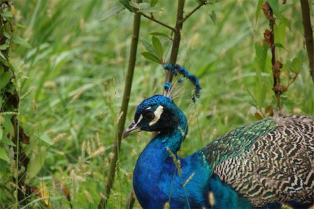 simsearch:400-04680215,k - Peacock in a meadow Stock Photo - Budget Royalty-Free & Subscription, Code: 400-06787335