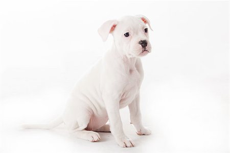 simsearch:693-03304965,k - Crossbreed cute puppy in a studio having a great time Photographie de stock - Aubaine LD & Abonnement, Code: 400-06787394