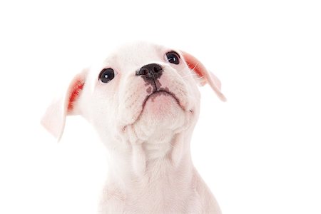 simsearch:693-03304965,k - Crossbreed cute puppy in a studio having a great time Photographie de stock - Aubaine LD & Abonnement, Code: 400-06787392