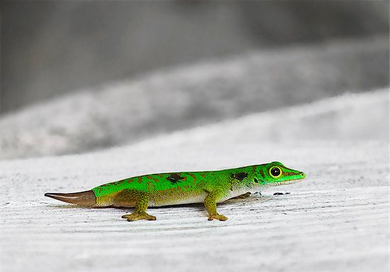 The little green geckos. Seychelles Stock Photo - Royalty-Free, Artist: zybilo, Image code: 400-06787859