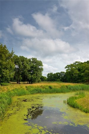 sedge grasses - calm river in forest, summer daytime Stock Photo - Budget Royalty-Free & Subscription, Code: 400-06788082