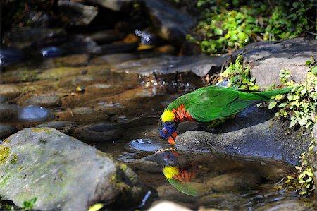 Lone Lorikeet admires his reflection in a small pool at the Riverbanks Zoo and Garden in Columbia, South Carolina. Foto de stock - Royalty-Free Super Valor e Assinatura, Número: 400-06788531