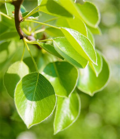 Fresh Spring Green Leaves. Spring Background Fotografie stock - Microstock e Abbonamento, Codice: 400-06788687