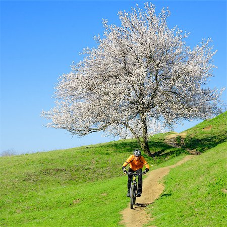 simsearch:400-06788686,k - Cyclist Riding the Bike on the Green Hill Near Beautiful Tree with White Flowers Foto de stock - Super Valor sin royalties y Suscripción, Código: 400-06788682