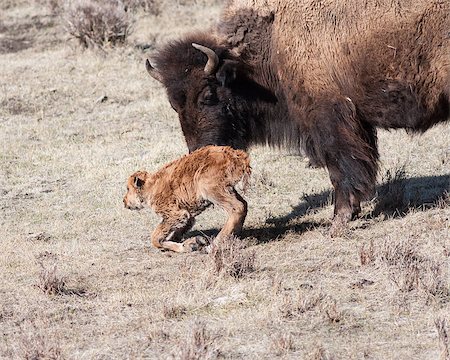 Mother bison trying to get her newborn to walk Stock Photo - Budget Royalty-Free & Subscription, Code: 400-06788753